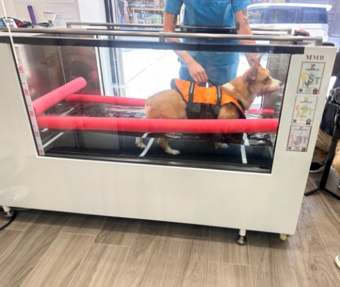 Picture of Amazing Grace Animal Hospital Basic Health Checkup Plan (Canine)