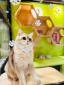 Picture of Chung Ying Cat Hotel | Wan Chai District