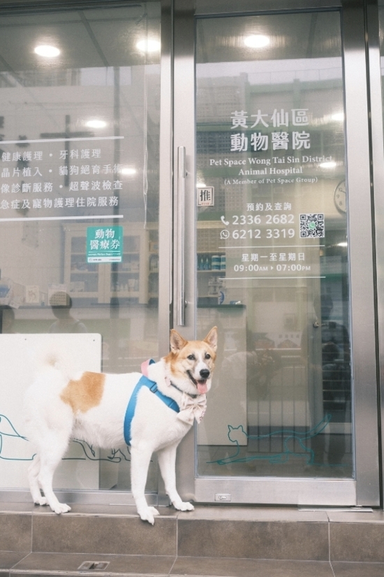 圖片 黃大仙區動物醫院 基礎健康檢查計劃 (狗)