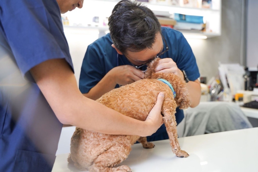 圖片 香港流動獸醫診所 幼犬疫苗計劃（DHPPiL x 3）