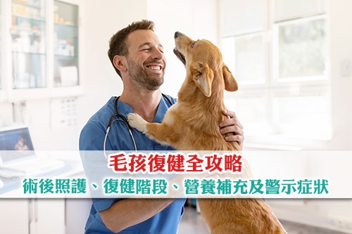 圖片 【毛孩復健全攻略】寵物術後居家照護、復健階段、營養補充及警示症狀