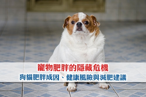 圖片 【寵物肥胖的隱藏危機】狗貓肥胖成因、健康風險與減肥建議全攻略
