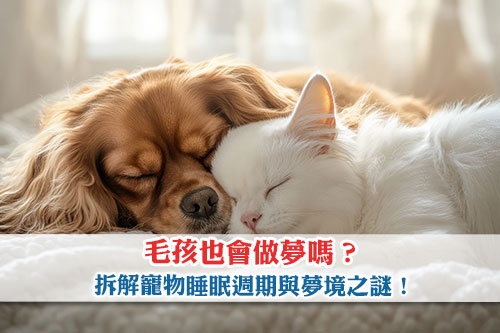 圖片 毛孩也會做夢嗎？拆解寵物睡眠週期與夢境之謎！