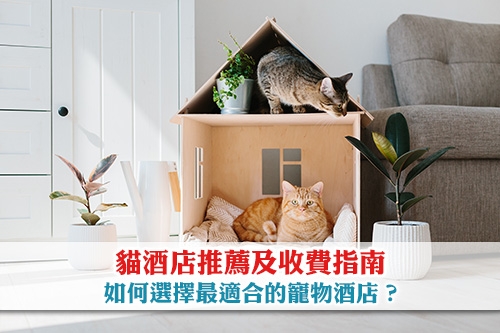 圖片 貓酒店推薦及收費指南 | 如何選擇最適合的寵物酒店？