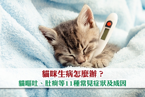 圖片 貓咪生病怎麼辦?貓嘔吐| 肚痾| 不舒服姿勢| 11種常見症狀及成因