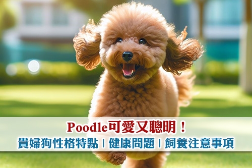 圖片 Poodle可愛又聰明！貴婦狗性格特點| 健康問題| 飼養注意事項