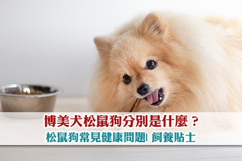 圖片 博美犬松鼠狗分別是什麼?松鼠狗常見健康問題| 飼養貼士
