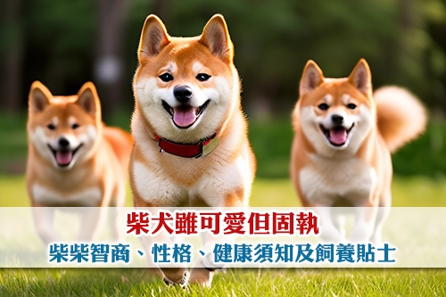 圖片 柴犬雖可愛但固執 | 柴柴智商性格大解構 | 健康須知及飼養貼士