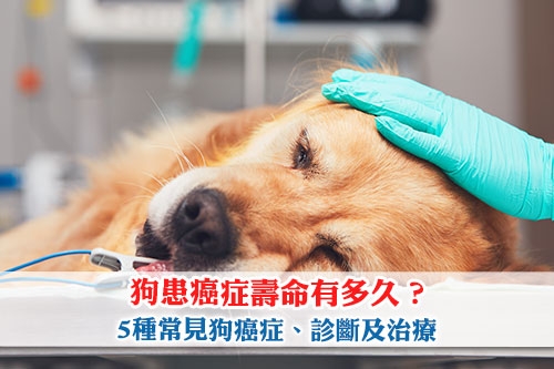 圖片 狗患癌症壽命有多久？5種常見狗癌症及診斷| 狗腫瘤開刀費用