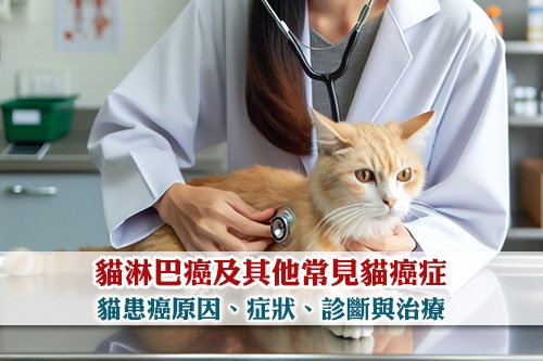 圖片 貓淋巴癌及其他常見貓癌症| 貓患癌原因、症狀、診斷與治療