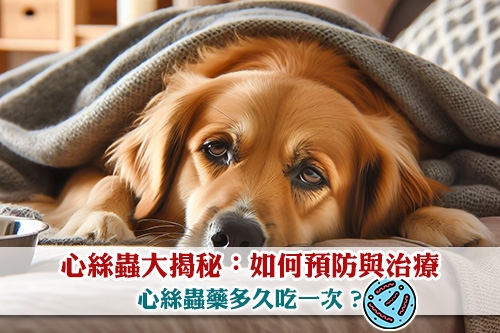 圖片 心絲蟲大揭秘：如何預防與治療| 心絲蟲藥多久吃一次？