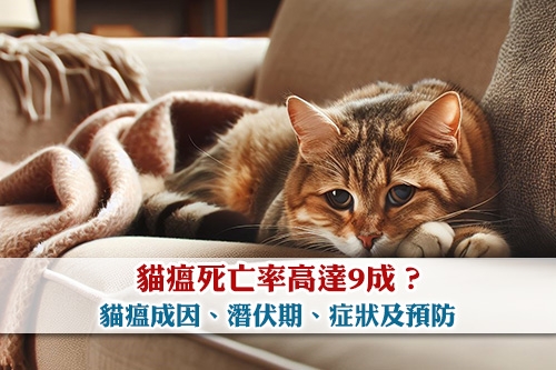 圖片 貓瘟死亡率高達9成？貓瘟成因、潛伏期、症狀及預防