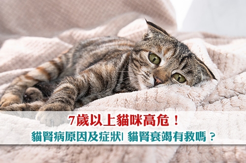 圖片 7歲以上貓咪高危！貓腎病原因及症狀| 貓腎衰竭有救嗎？