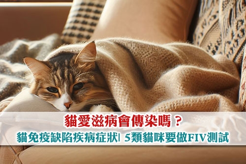 圖片 貓愛滋病會傳染嗎？貓免疫缺陷疾病症狀| 5類貓咪要做FIV測試