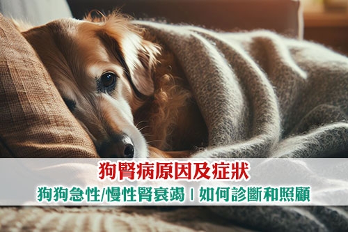 圖片 狗腎病原因及症狀| 拆解狗狗急性/慢性腎衰竭| 如何診斷和照顧