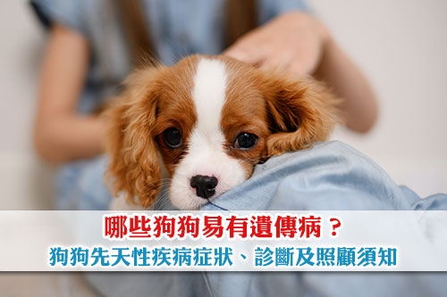 圖片 【狗遺傳病】哪些狗狗易有先天性疾病？症狀、診斷及照顧須知