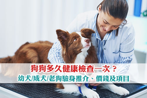 圖片 【狗身體檢查推介】狗狗多久健康檢查一次？幼犬/成犬/老狗驗身價錢及項目