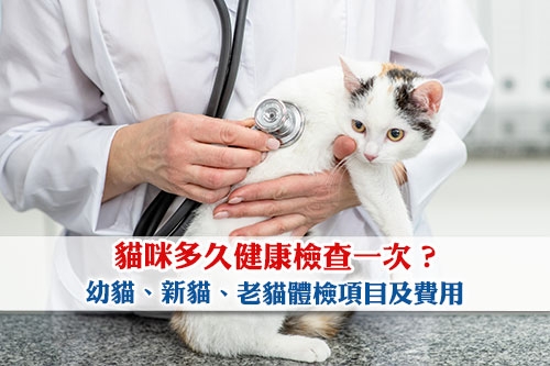 圖片 【貓身體檢查推薦】貓咪多久健康檢查一次？幼貓/新貓/老貓驗身項目及費用