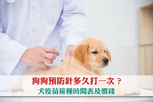 圖片 狗狗預防針多久打一次？狗五合一疫苗| 狂犬病疫苗接種時間表及價錢