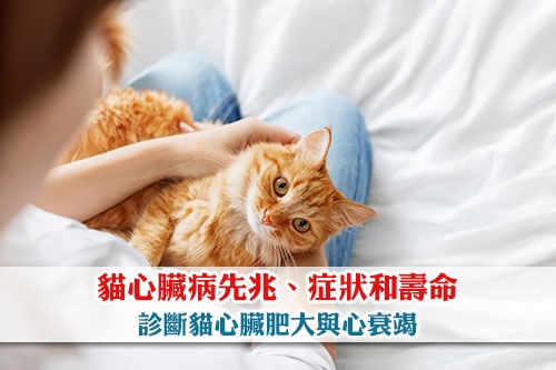 圖片 貓心臟病全剖析：先兆、症狀和壽命| 診斷貓心臟肥大與心衰竭