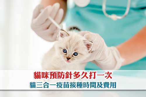 圖片 貓咪預防針多久打一次？貓三合一疫苗接種時間及費用