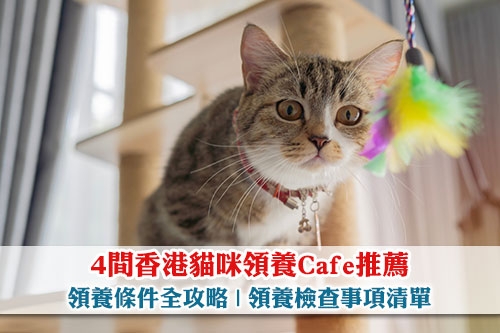 圖片 【香港貓咪領養Cafe推薦】4間必去貓咖啡廳 | 領養條件全攻略 | 領養檢查事項清單