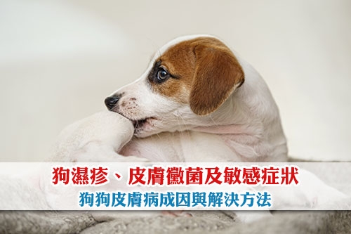 圖片 狗狗皮膚病全攻略：狗濕疹、皮膚黴菌及敏感症狀的成因與解決方法