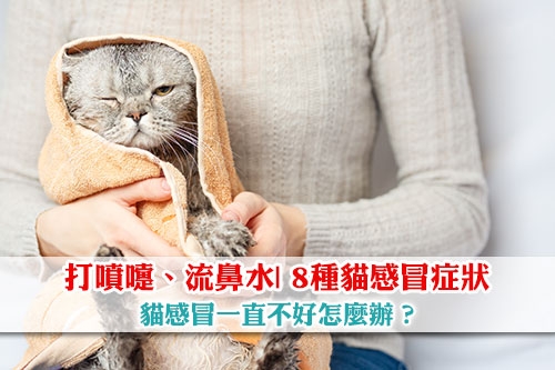 圖片 【8種貓感冒症狀】貓打噴嚏、流鼻水會自己好嗎？貓感冒一直不好怎麼辦