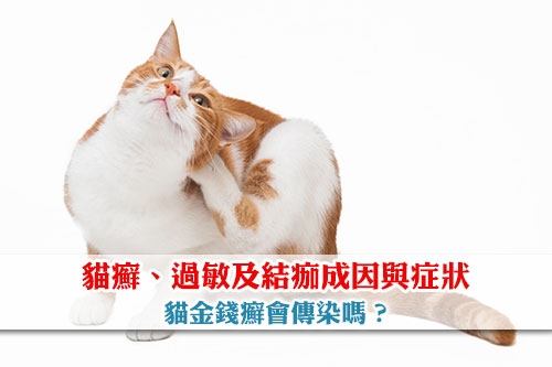 圖片 【貓皮膚病】貓癬、過敏及結痂成因與症狀| 貓金錢癬會傳染嗎？
