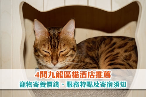 圖片 4間九龍區貓酒店推薦| 寵物寄養價錢、服務特點及寄宿須知