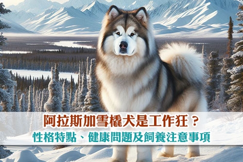 圖片 【雪橇三傻】阿拉斯加雪橇犬是工作狂?性格特點、健康問題及飼養注意事項