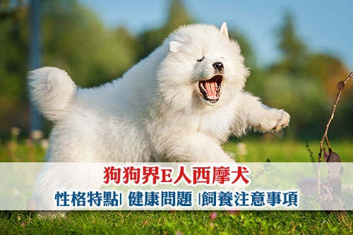 圖片 【雪橇三傻】狗狗界E人西摩犬| 性格特點| 健康問題 |飼養注意事項