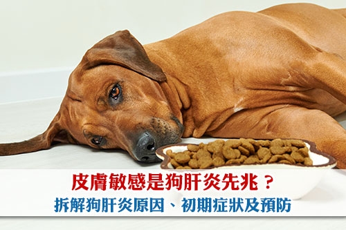 圖片 【狗肝炎】皮膚敏感是先兆?拆解狗肝炎原因、初期症狀及預防