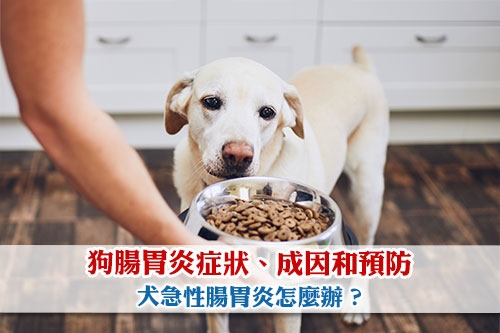 圖片 【狗狗腸胃炎】症狀、成因和預防| 犬急性腸胃炎怎麼辦？
