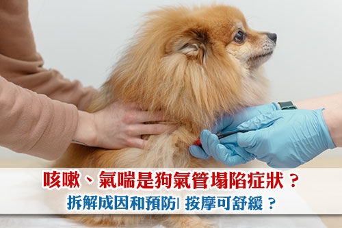 Picture of 咳嗽、氣喘是狗氣管塌陷症狀?拆解成因和預防| 按摩可舒緩?