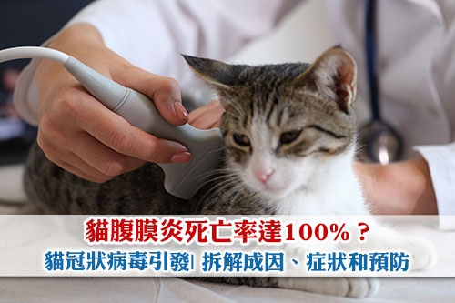 圖片 貓腹膜炎死亡率達100%？貓冠狀病毒引發| 拆解成因、症狀和預防