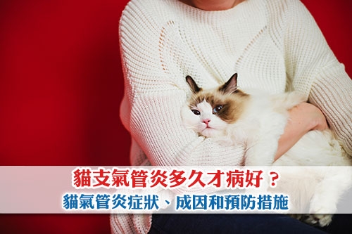 圖片 貓支氣管炎多久才病好？貓氣管炎症狀、成因和預防措施