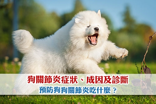 圖片 【狗關節炎】症狀、成因及診斷 | 狗狗關節炎吃什麼？
