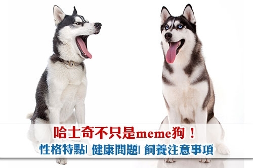 圖片 【雪橇三傻】哈士奇不只是meme狗!性格特點| 健康問題| 飼養注意事項