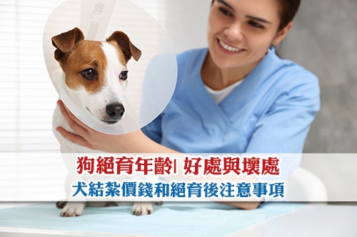 圖片 【狗絕育】狗女/狗公結紮年齡| 好處與壞處| 價錢和絕育後注意事項