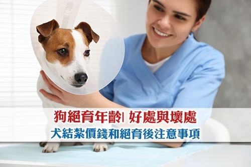 圖片 【狗絕育】狗女/狗公結紮年齡| 好處與壞處| 價錢和絕育後注意事項
