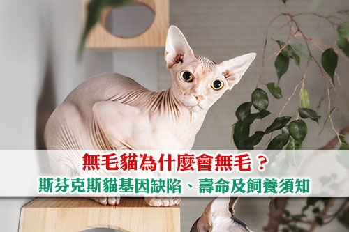 圖片 無毛貓為什麼會無毛？斯芬克斯貓基因缺陷| 壽命| 飼養須知