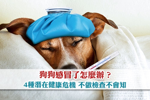 圖片 狗狗感冒了怎麼辦？4種潛在健康危機 不做檢查不會知！
