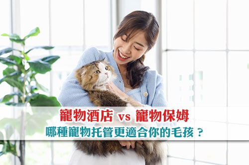 圖片 【寵物托管】寵物酒店 vs 寵物保姆：哪個更適合你的毛孩？
