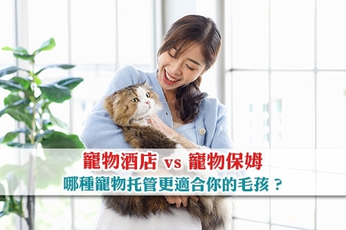 圖片 【寵物托管】寵物酒店 vs 寵物保姆：哪個更適合你的毛孩？
