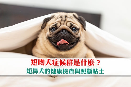 圖片 可愛扁臉狗的健康隱憂| 短吻犬症候群是什麼？短鼻犬的健康檢查與照顧貼士