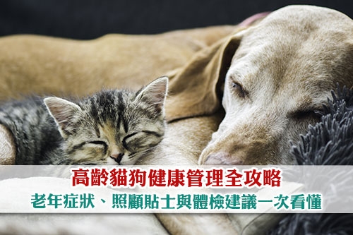 圖片 【高齡貓狗健康管理全攻略】老年症狀、照顧貼士與體檢建議一次看懂！