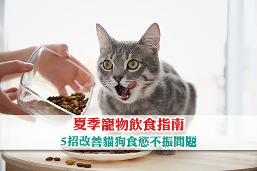 圖片 【夏季寵物飲食指南】貓狗食慾不振？5大貼士助毛孩清爽度夏