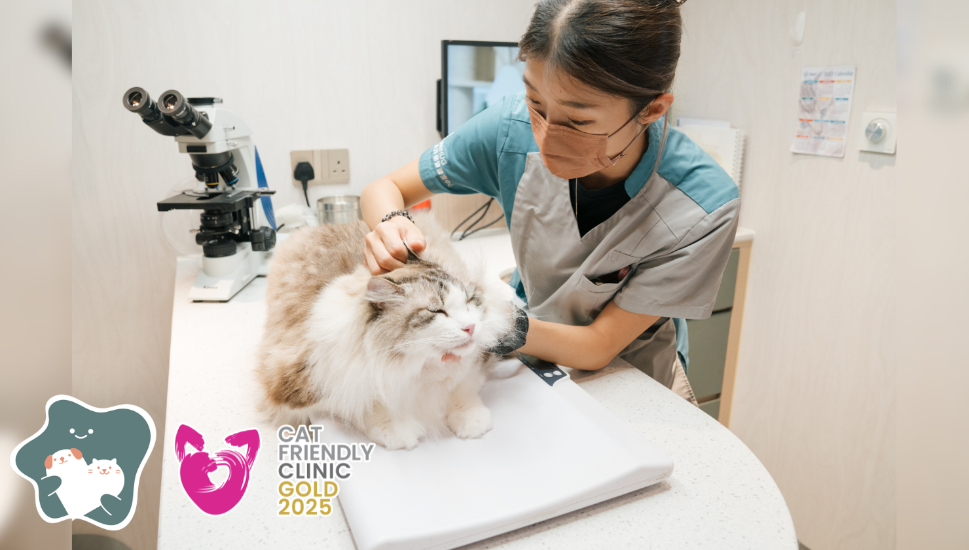 圖片 WeHUG 新界動物醫療中心 基本貓貓健康檢查