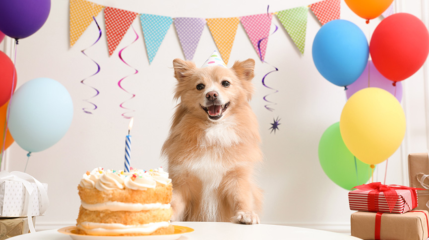圖片 寵物生日點慶祝？5個溫馨提案＋注意事項| 毛孩生日攻略2025